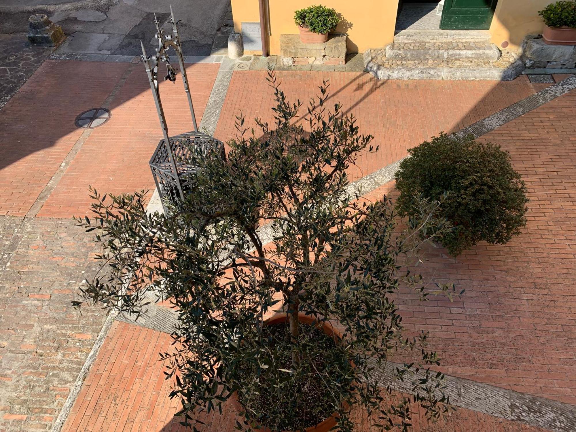 Villa Caprera Siena Rum bild